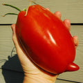 NIKA SEEDS - Seeds Vegetable Tomato Pepper-Shaped - 25 Seeds