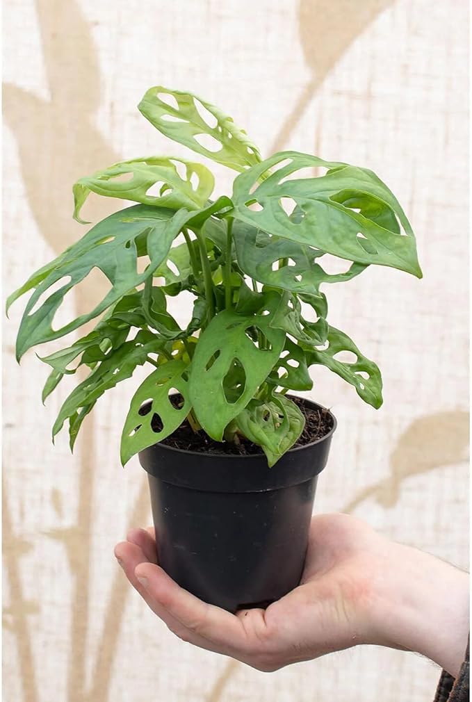 GARDENERA Five Holes Monstera Potting Mix - Retains Moisture and Enhances Root Growth - 5 Quart
