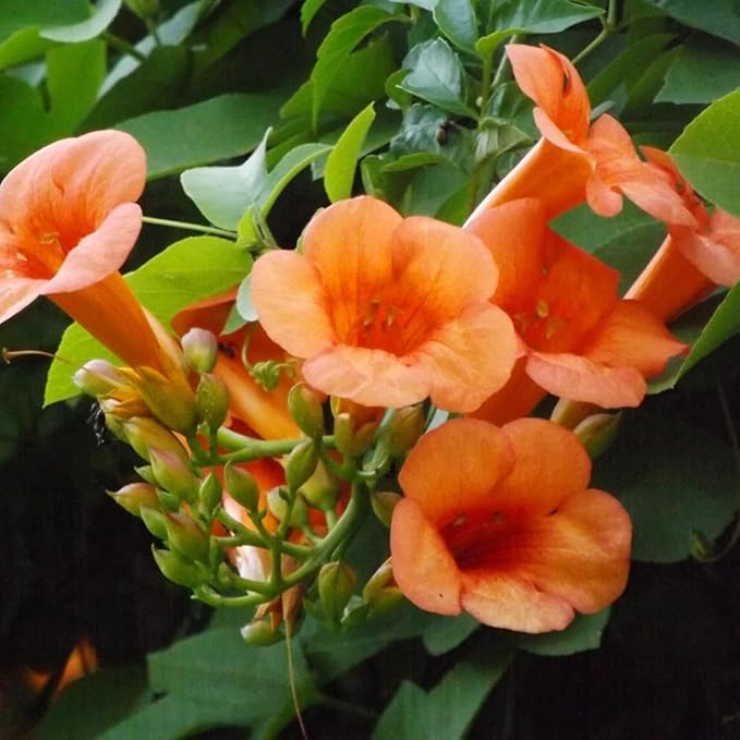 300+ Mixed Hummingbird Trumpet Vine Seeds for Planting - Non-GMO Seeds,Attract Hummingbirds & Butterflies for Outdoor Gardens