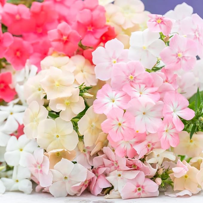 1000+ Creeping Phlox Seeds for Planting Outdoor-Phlox Seeds Perennial-Ground Cover Seed Annual Flower Thyme Non-GMO Heirloom Thymus Serpyllum Seed in Home