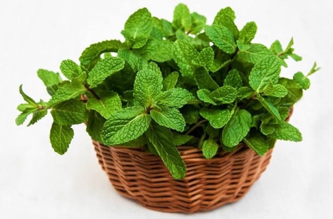 CEMEHA SEEDS - Seeds Peppermint Mentha Mint Plant Non GMO Herbs for Planting 1000 Seeds