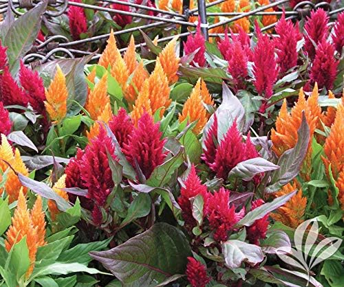 22Day Seeds: Seeds Plumed Cockscomb Mix/Celosia/Includes Variety Crested West Indian Toreador/Annual Flowers