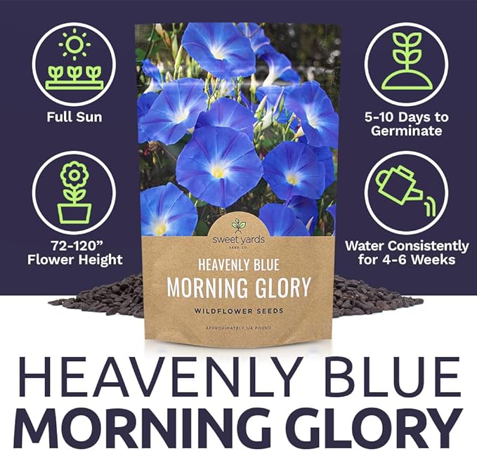 Morning Glory Seeds Heavenly Blue - Bulk 1/4 Pound Bag - Over 4,000 Fresh Flower Seeds