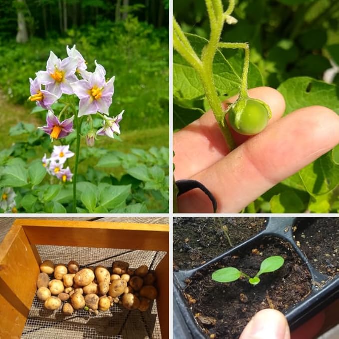60 Mixed Color Potato Seeds for Growing Outdoors, True Potato Seeds, Red Yellow Purple