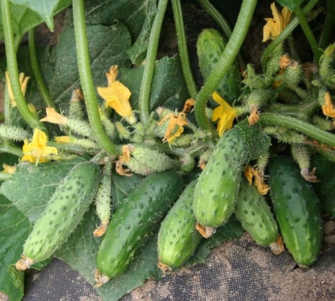 Cucumber Bush Seeds – Open-Pollinated | 40-45 Days to Harvest | Compact, High-Yielding Variety for Small Spaces & Containers