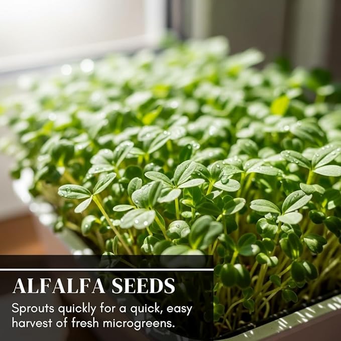 Alfalfa Microgreens Seed for Growing - Easy and Fast Growing, Very Healthy Microgreens (250 Seeds)