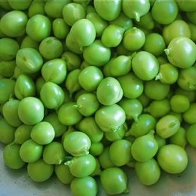 Early Alaska Pea Seeds,25 Count "COOL BEANS N SPROUTS" Brand. Heirloom. Non-GMO. Home Gardening.