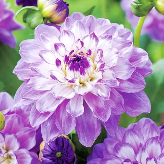 400+Perennial Mixed Dahlia Pompon Flower Seeds for Planting Ourdoor Beautiful Heirloom