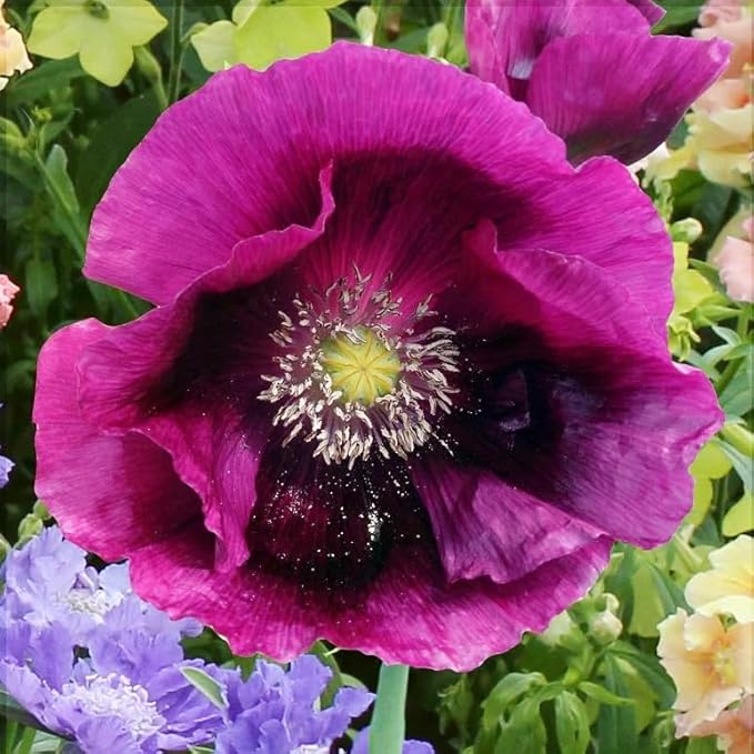 1000+ Perennial Poppy Flower Plant Seed Outdoor Fragrant Butterfly