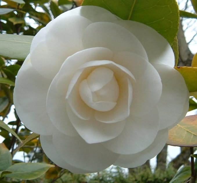 100 Mixed Colors Double Camellia Impatiens (Balsam/Lady Slipper/Touch Me Not) Impatiens Balsamina Flower Seeds