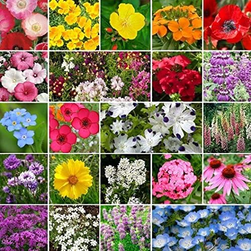 Non GMO Bulk Partial Shade Wildflower Seed Mix (1/2 lb) 260,000 Seeds