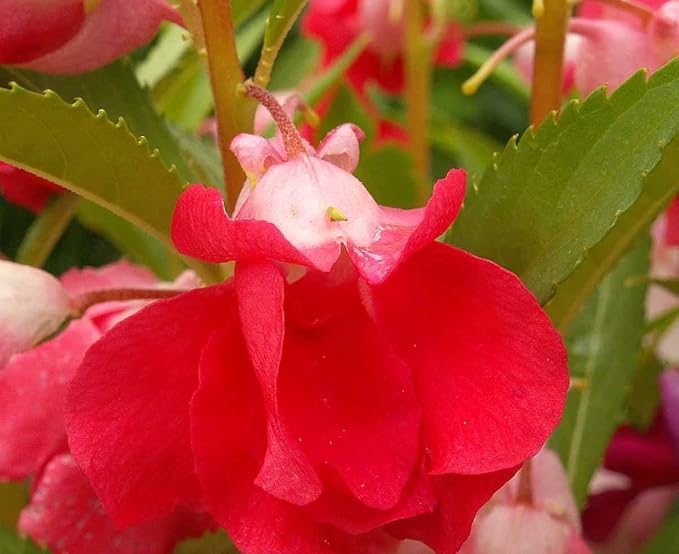250 Balsam Flower Seeds, ‘Camellia Flowered Mix’, Impatiens balsamina