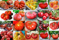 Mixed Seeds 30 Giant Tomato Seeds, Mix of 19 Varieties, Heirloom Non-GMO, Brandywine Black, Red, Yellow and Pink, Mr. Stripey, Old German, Black Krim, from USA Solanum lycoperscium