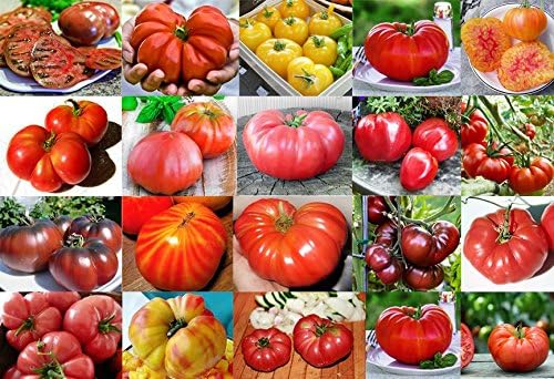 Mixed Seeds 30 Giant Tomato Seeds, Mix of 19 Varieties, Heirloom Non-GMO, Brandywine Black, Red, Yellow and Pink, Mr. Stripey, Old German, Black Krim, from USA Solanum lycoperscium