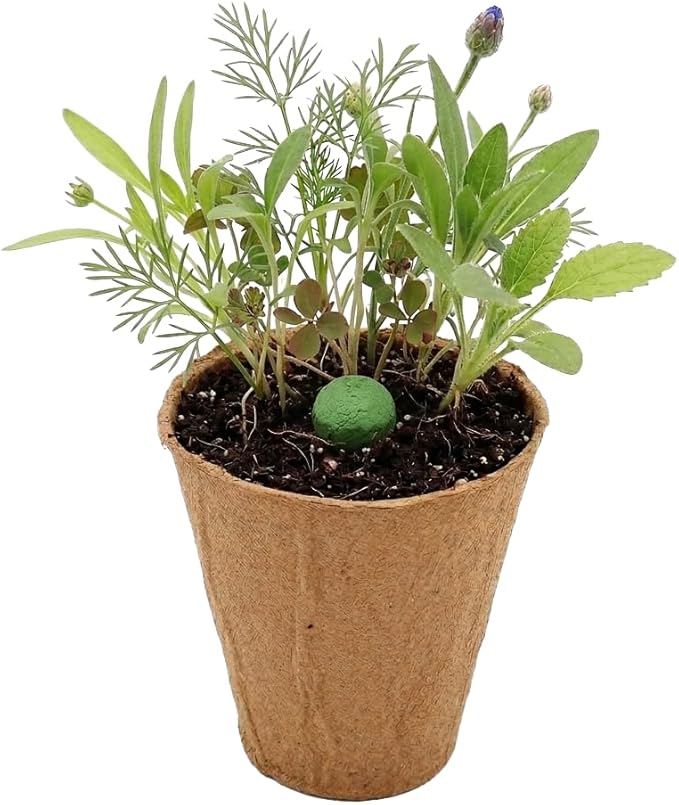 BUZZY Seeds Wildflower Seed Ball Cup 6-Pack – Over 50 Seeds Per Ball, Colorful Decorative Seed Balls in Biodegradable Cups with Growing Medium – Indoor Gardening Gift Set