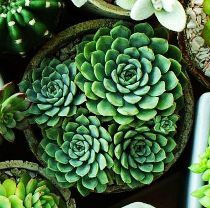 200 pcs Rare Mixed Mini Succulents Seeds for Bonsai & Ornamental Plants - Grow Your Stunning Garden