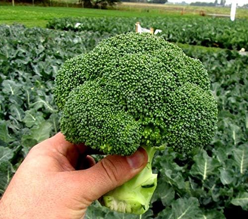 Broccoli Vitamin Seeds for Planting 200 Seeds Non-GMO Pack with Growing Instructions Vegetable Garden