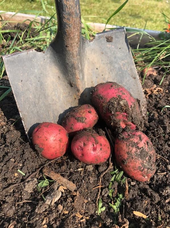 60 Red Potato Seeds for Growing Outdoors, True Potato Seeds Easy to Plant