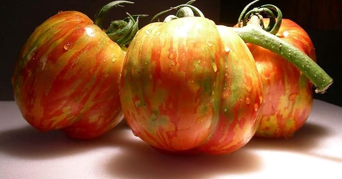CEMEHA SEEDS - Seeds Rainbow Beefsteak Tomato Giant Rare Indeterminate Non GMO Vegetable for Planting
