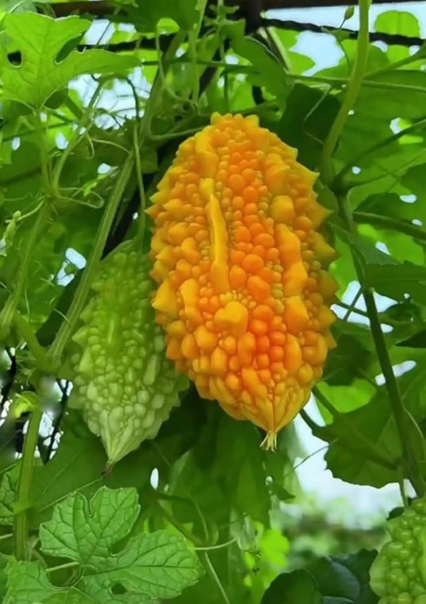10pcs Momordica Charantia Seeds Bitter Gourd Melon Cundeamor Vine Vegetable Seeds