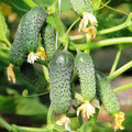 SeedsUP - 40+ Seeds Cucumber Parisian Gherkin - Vegetable Open-Pollinated