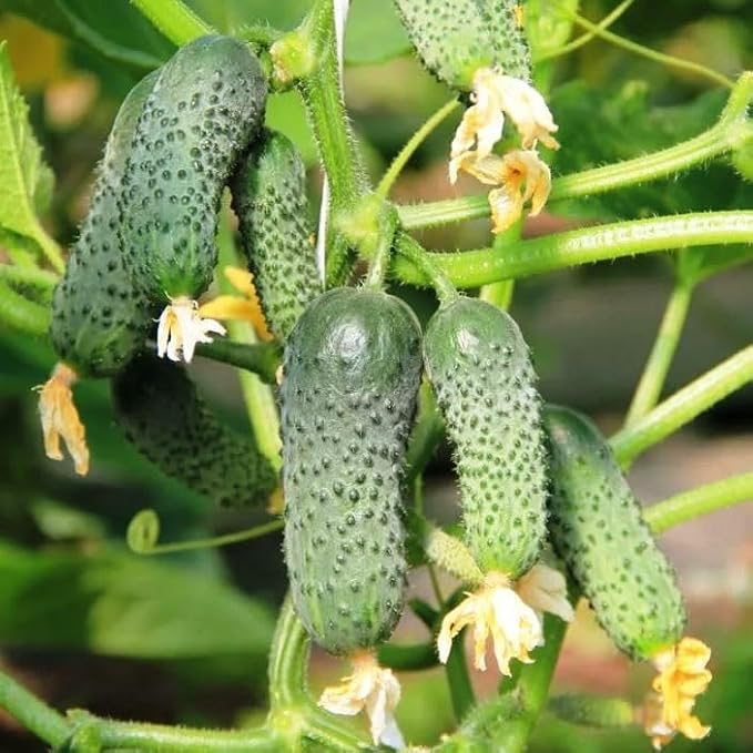 SeedsUP - 40+ Seeds Cucumber Parisian Gherkin - Vegetable Open-Pollinated