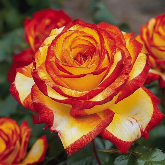 290+ Mixed Color Rose Seeds for Planting – Heirloom Non-GMO Perennial Rosa Flowers, Bush & Climbing Varieties for Garden, Trellis, Fence & Outdoor Landscaping