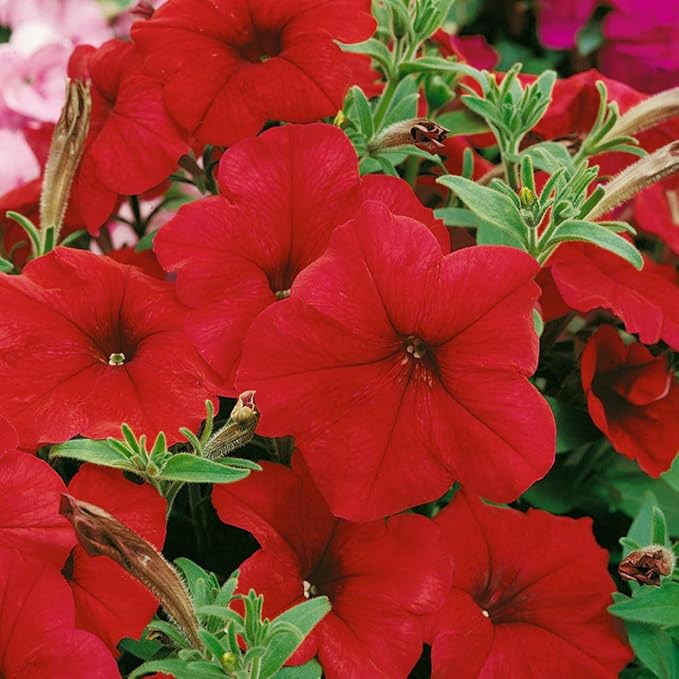 Outsidepride Red Multiflora Petunia Seeds - 500 Pcs. Annual, Compact, Flower Seeds for Planting, Vibrant Blooms, Ideal for Garden Beds, Hanging Baskets & Container Displays