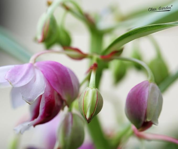 Camilia Flowered Balsam Mix - Impatiens Balsamina - 750 Seeds - Bright Mix Colors, Heirloom, Non-GMO, USA Grown, Excellent for Pollinators, Annual