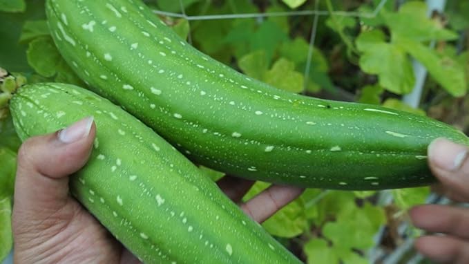 RAISE ME UP: Seeds Zucchini Green Machine Courgette Non GMO Heirloom