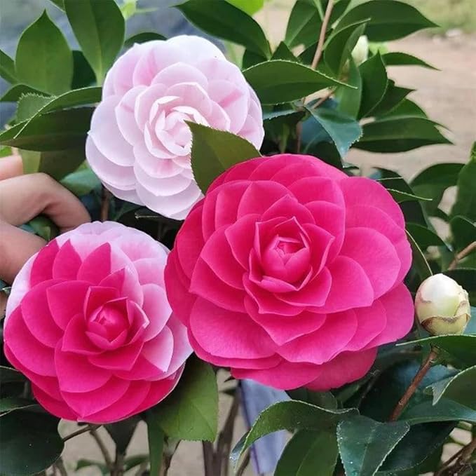 Mixed Camellia Seeds for Planting -20Pcs Non-GMO Heirloom Camellia Seeds Rate Landscaping Plant