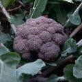 Park Seed Purple Magic Hybrid Broccoli Seeds - Pack of 50 Seeds, AAS National Winner 2024, Vibrant Purple Heads, Tender and Sweet Flavor, Perfect for Ornamental Edible Gardens