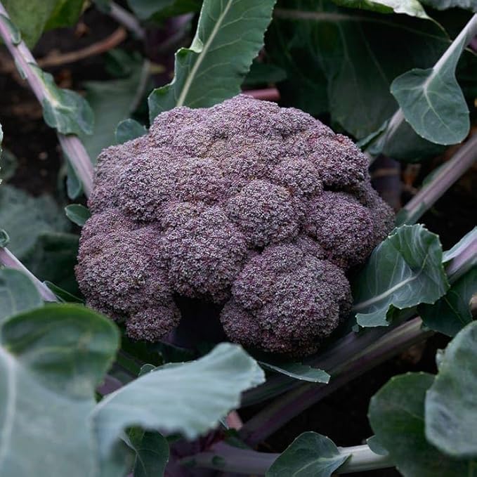 Park Seed Purple Magic Hybrid Broccoli Seeds - Pack of 50 Seeds, AAS National Winner 2024, Vibrant Purple Heads, Tender and Sweet Flavor, Perfect for Ornamental Edible Gardens