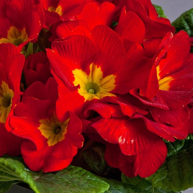 Outsidepride Danova Yellow Red Common Primrose Seeds - 50 Pcs Annual, Hardy, Easy to Grow & Low Maintenance Flower Seeds for Planting Vibrant Soft Blooms, for Containers, Borders & Erosion Control
