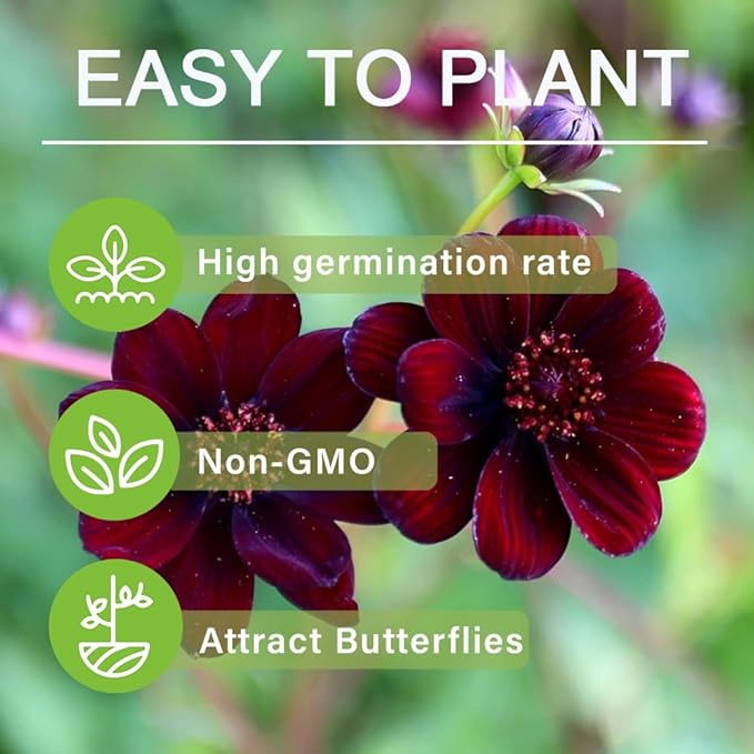 1000+ Cosmos Atrosanguineus Flower Seeds for Planting Outdoors Attract Bees & Butterflies