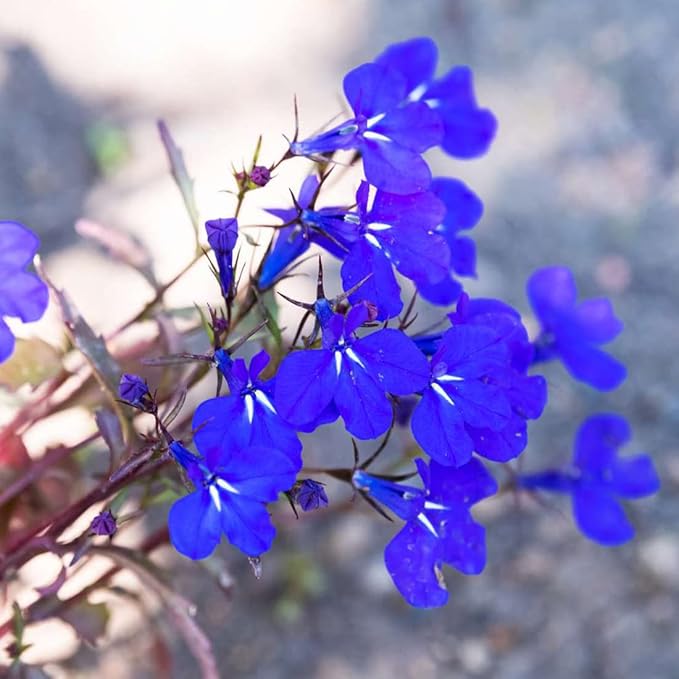 100Pcs Blue Lobelia Seeds for Planting & Growing Outdoor Grow Blue Flowers in Pots Basket Gardens Multicolor Flowers Seeds