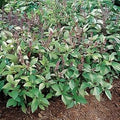 Basil Cinnamon Great Garden Herb By Seed Kingdom (1 Oz Seeds)