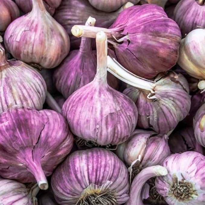 1 Pound Purple Stripe Hardneck Garlic Bulbs for Planting, Fresh High-Yield Hardy Garlic for Garden or Container Growing