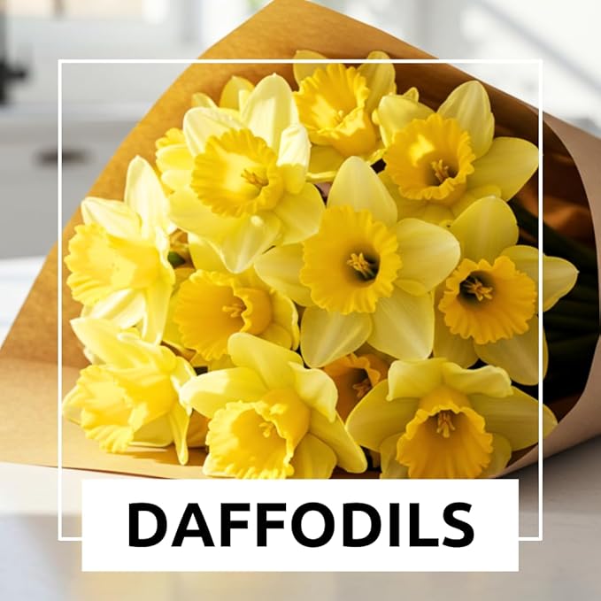 Large Flowering Mix Daffodil Bulbs for Planting, Stunning Perennial Flower Bulbs, Borders, Garden, Landscaping, Bulb Size 12/14 cm, Large Flowering Daffs (10 Bulbs)