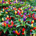 Vegetable Garden Seeds for Planting - Grow Heirloom Vegetables (5 Color Pepper)