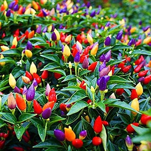 Vegetable Garden Seeds for Planting - Grow Heirloom Vegetables (5 Color Pepper)