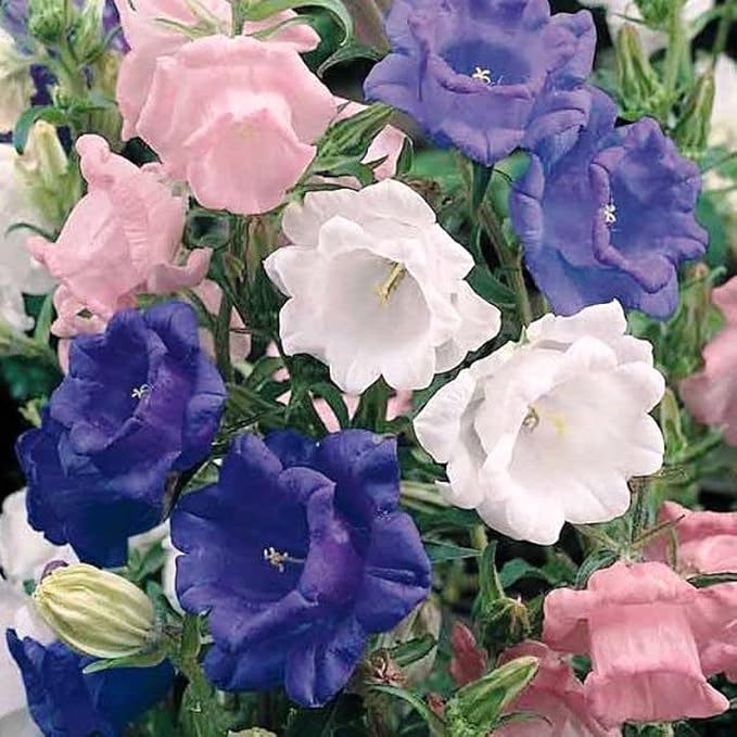 22Day Seeds: Seeds Canterbury Bells Double Mix/Bellflower/Biennial Flowers