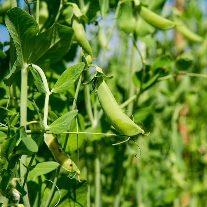 20+ Dundale Pea Seeds, Heirloom, Non GMO, 20+ Seeds, Delicious Peas