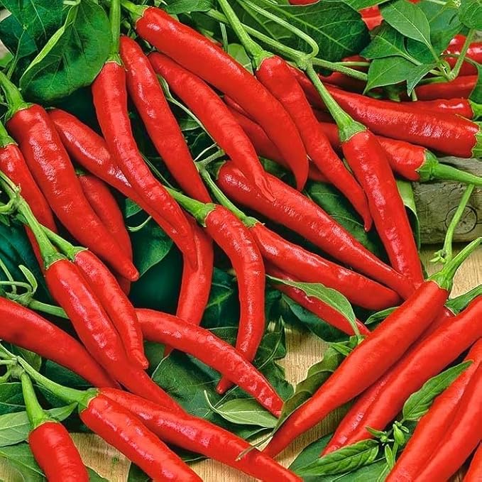 40+ Seeds Hot Chili Pepper Fire - Vegetable Red