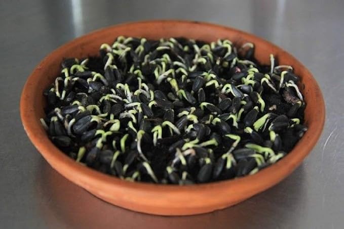 Sunflower Seeds for Sprouting Microgreens, A 4 oz Rich Source of Vitamins and Minerals and Health-Promoting Nutrients! "COOL BEANS N SPROUTS" Brand, A Small Town Family Run USA Business.