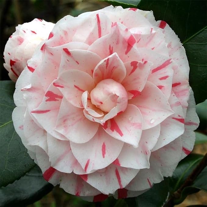 20+ Mixed Camellia Seeds for Planting-Camellia Shrub Impatiens Balsamina Flower Seeds Plants in Potted Balcony Low-Maintenance