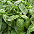 1000 Italian Large-Leaf Basil Seeds | for Planting Extra-Large Broadleaf Genovese Pesto Napolitano Garden Herb Seed