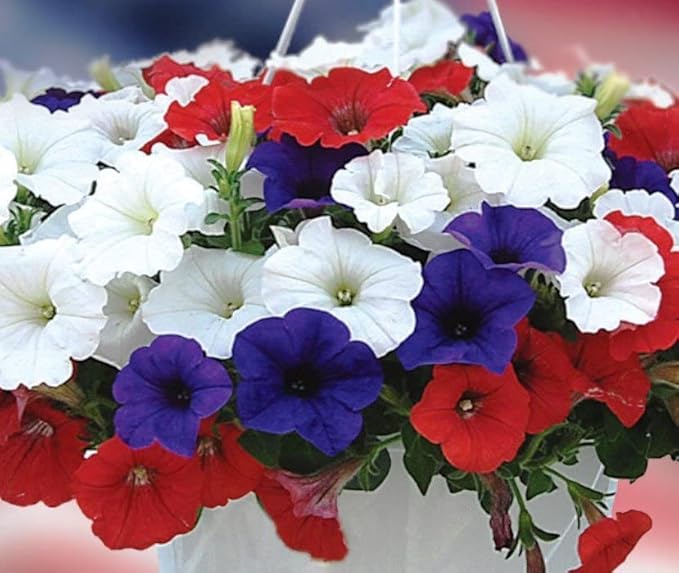 Petunia Unicum F1 Mix Seeds – Annual Hybrid Flower | Compact Grandiflora with Large, Vibrant Blooms for Beds & Containers