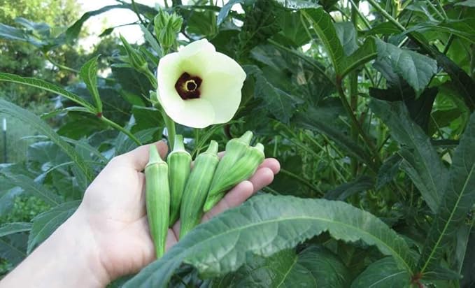 Okra Seeds for Coffee Lady's Finger Bamia Vegetable for Planting Giant Non GMO 20 Seeds