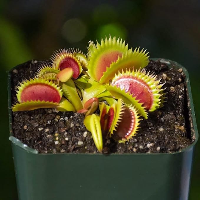 Carnivorous Plant Soil Mix, 1 QT Small Size Bag for Repotting, All Natural Ingredients Great for Venus, Sundews, and Pitcher Plants